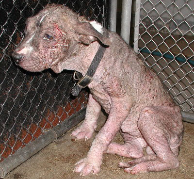 state in the United States has a law that prohibits cruelty to animals
